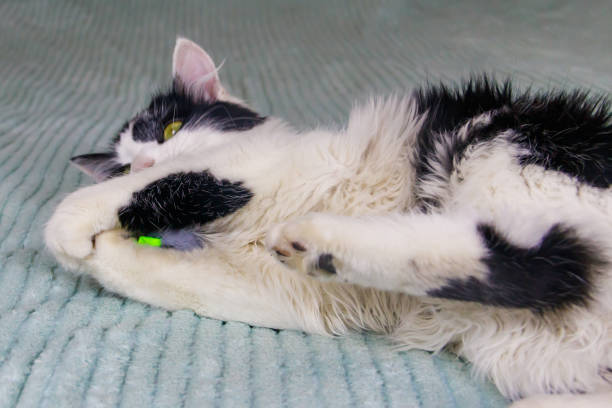 istock Beautiful cat playing with a mouse toy on a bed 1622172463