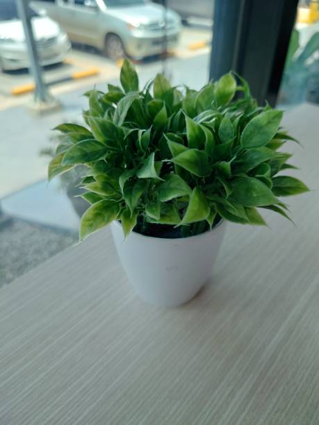 istock Fake plant in coffee cafe 1622174027