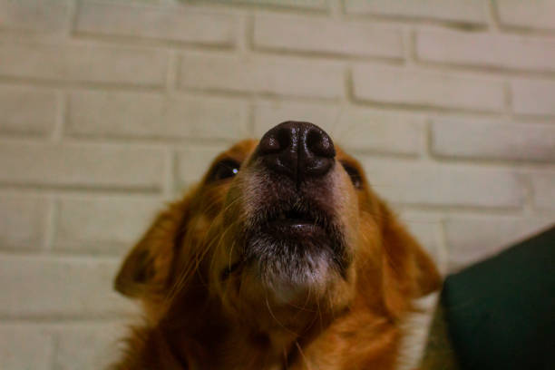 Portrait of a mixed race dog