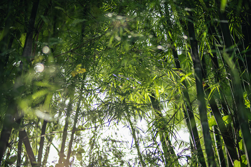 Bunch of yellow groove bamboo , ornamental plant. Can be used for hedges.