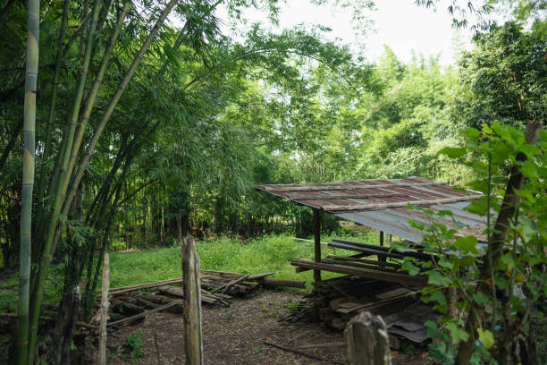 istock bamboo trees in the garden 1622178160