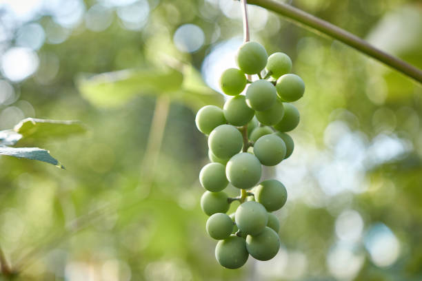 istock Unripe, green grapes ripen on a branch. Growing grapes. Winemaking 1622178694