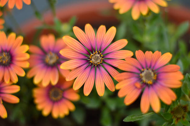 istock colorful blooming African daisy flowers 1622187107