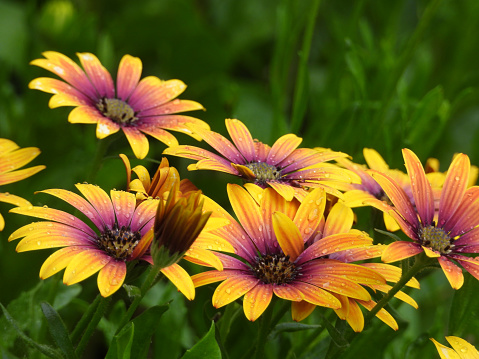 wet osteospermum flowers in blossom