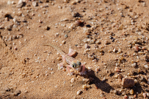 Close-up photo of a small colorful lizard Namib sand gecko also known as Namib web-footed gecko (Pachydactylus rangei) on the sand in Namib Desert, Namibia