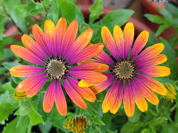 istock colorful blooming African daisy flowers 1622193000