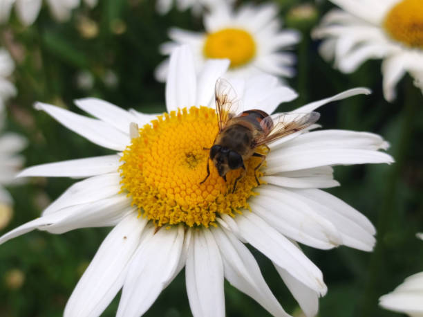 istock colorful blooming daises with a bee collecting pollen close up 1622193544