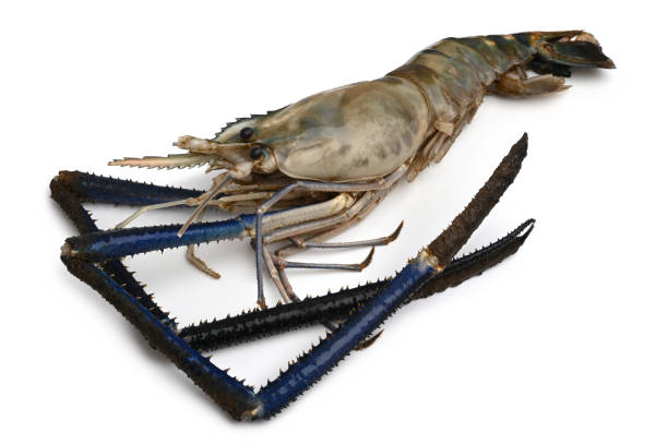 Giant Freshwater Prawn (Macrobrachium rosenbergii)