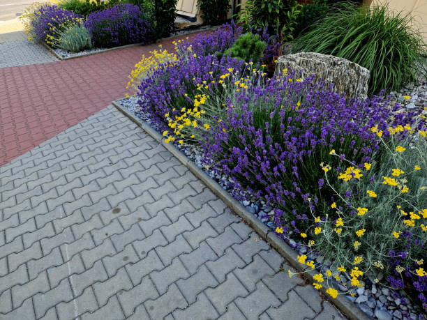 istock terraces with stairs in a sloping park. stone retaining walls with light stone. blue lavender and pink roses with perennials grow on the edge of the wall. lawns and gravel path, led, footpath, castle 1622218152
