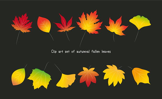 istock Set of colorful vector illustrations of autumnal fallen leaves. Ginkgo, maple, oak, maple leaf, plane tree, maple 1622243906