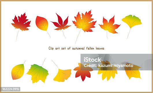 istock Set of colorful vector illustrations of autumnal fallen leaves. Ginkgo, maple, oak, maple leaf, plane tree, maple 1622243915