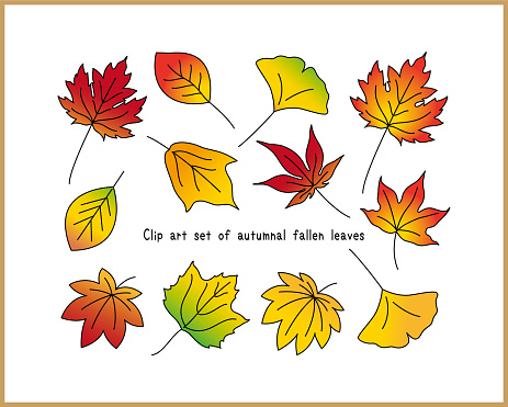istock Set of colorful vector illustrations of autumnal fallen leaves. Ginkgo, maple, oak, maple leaf, plane tree, maple 1622244412
