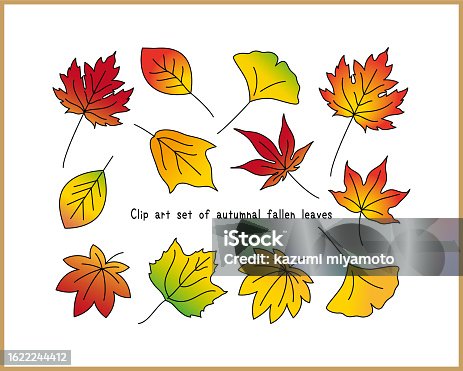 istock Set of colorful vector illustrations of autumnal fallen leaves. Ginkgo, maple, oak, maple leaf, plane tree, maple 1622244412