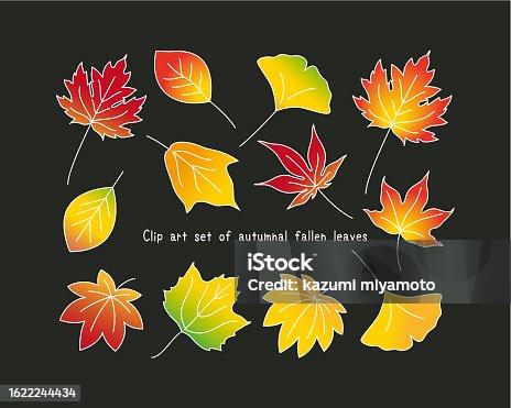 istock Set of colorful vector illustrations of autumnal fallen leaves. Ginkgo, maple, oak, maple leaf, plane tree, maple 1622244434