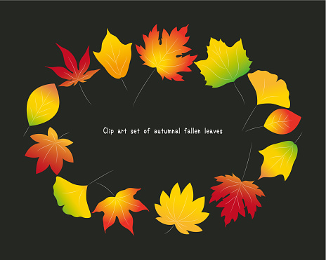 istock Set of colorful vector illustrations of autumnal fallen leaves. Ginkgo, maple, oak, maple leaf, plane tree, maple 1622244444