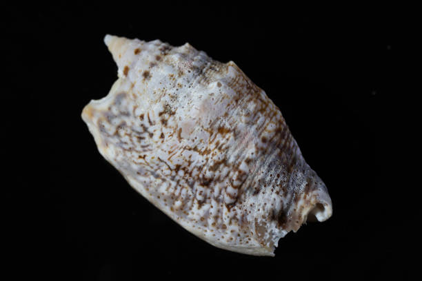 istock Seashell isolated on black background, macro, close-up. 1622252494