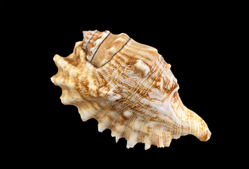 Seashell isolated on black background, macro, close-up.