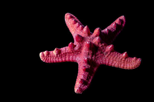 Red starfish isolated on black background. close-up, macro.