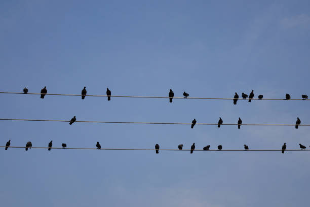 istock Birds on the electric wires 1622273374