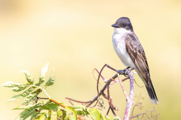 istock Eastern Kingbird perched on a bush twig 1622308799