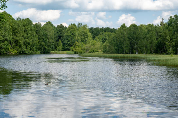 istock Lake in green nature with blue sky and white clouds 1622308805