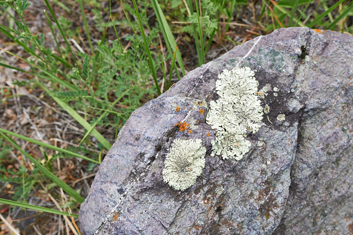 Moss and lichen growing on a rock in the forest.