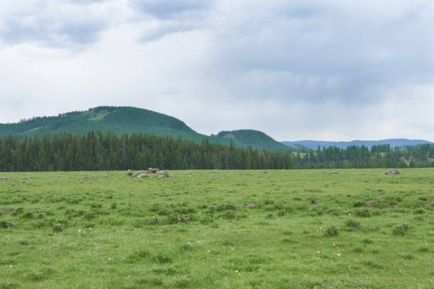 Panoramic view of the meadow, mountain Altai.