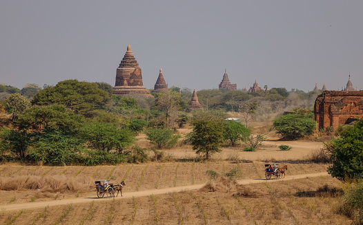 Horse carts running on rural road with Buddhist temples in Bagan, Myanmar.
