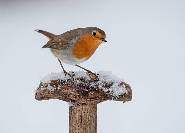 Robin ROBIN ON SPADE HANDLE handle photos stock pictures, royalty-free photos & images