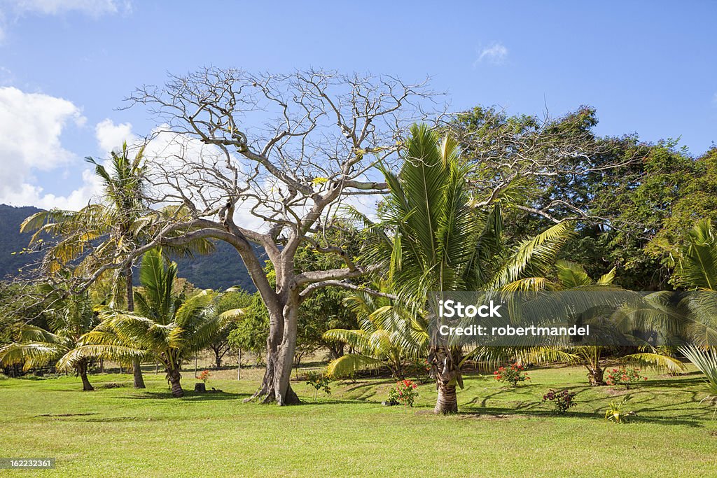 Tropischen Garten - Lizenzfrei Afrika Stock-Foto