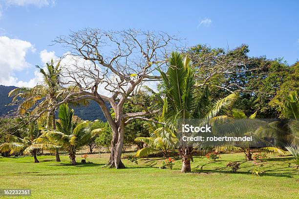 Tropischen Garten Stockfoto und mehr Bilder von Afrika - Afrika, Baum, Berg