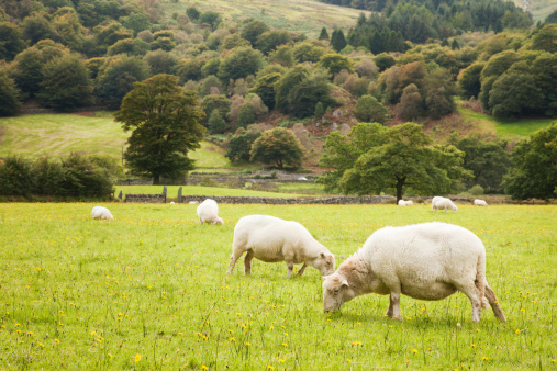Sheep grazing in a pasture surrounded by Wales scenery.