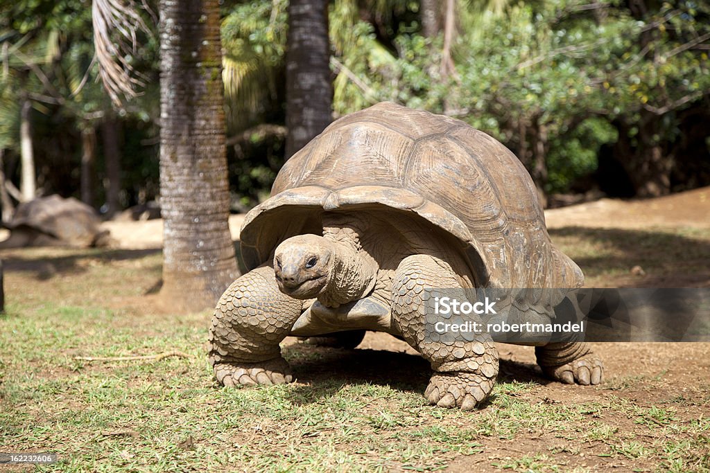 Turtle - Lizenzfrei Baum Stock-Foto