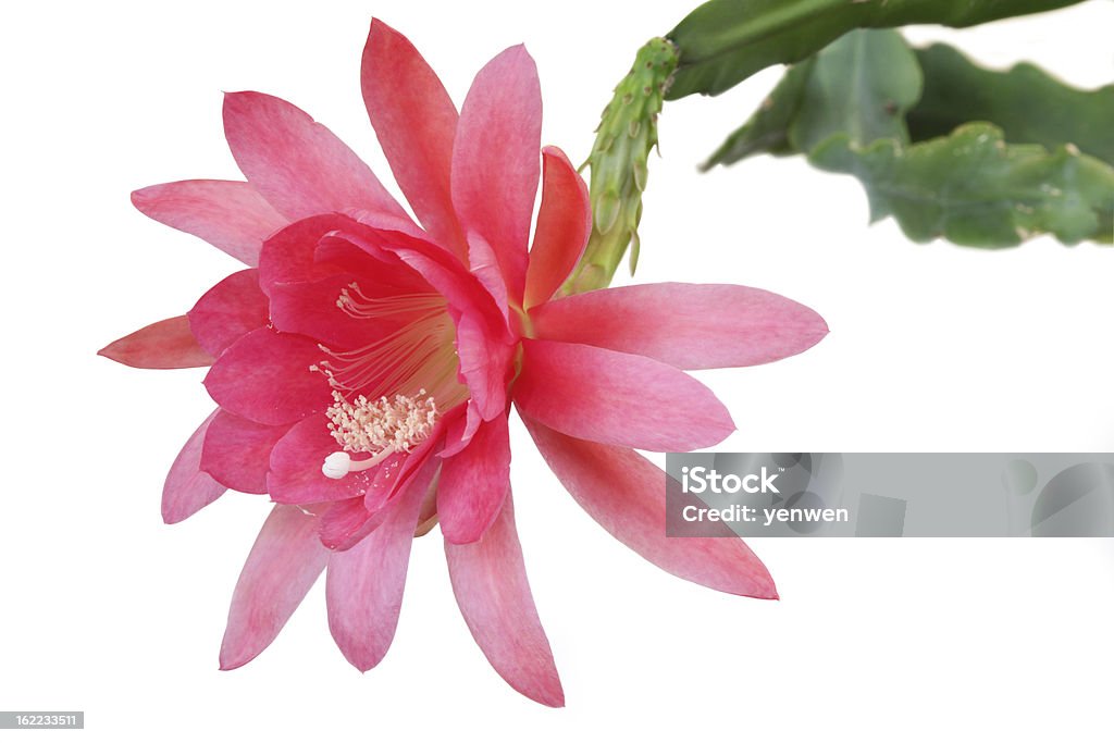 Epiphyllum En Primer Plano Foto de stock y más banco de imágenes de Flor -  Flor, Cactus, Recortable - iStock