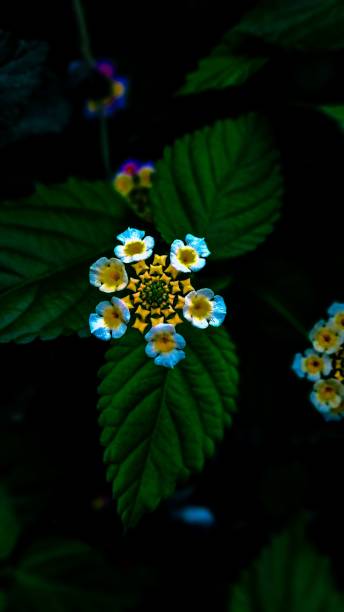 Lantana vaulted flower against a deep, dark background