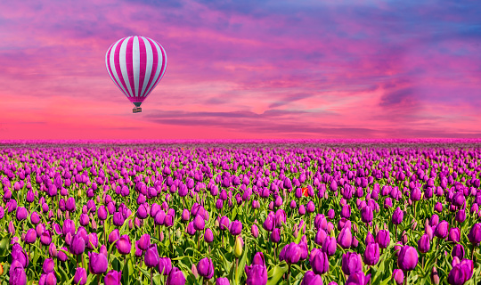 air balloon with basket above lavender field copy space