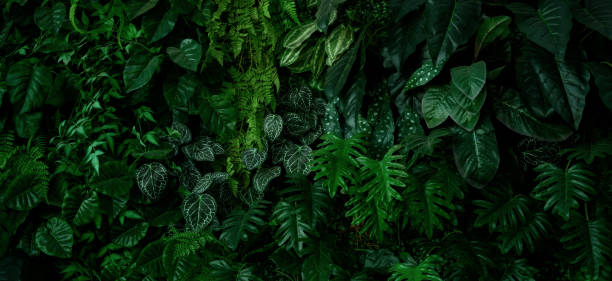istock abstract green leaf texture, tropical leaf foliage nature dark green background 1622352327