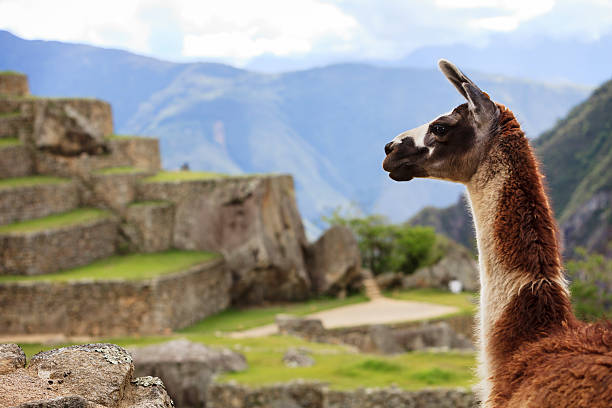 Llama at Machu Picchu stock photo