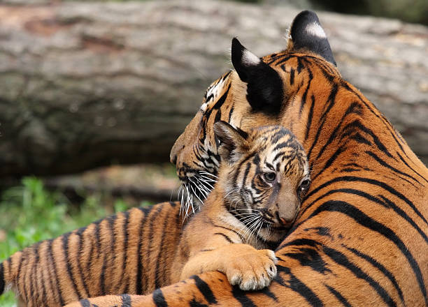 Tiger Mother and Cub A young tiger cub gives his mother a hug. cub photos stock pictures, royalty-free photos & images