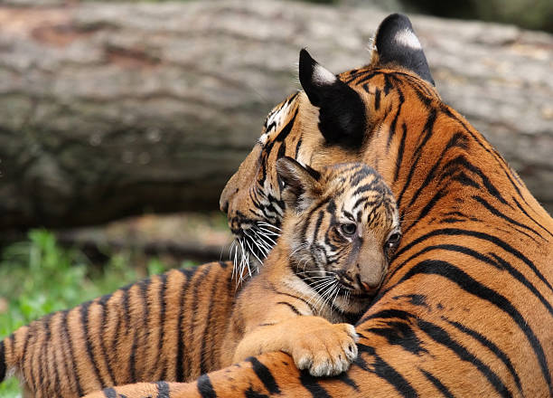 mãe e filhote de tigre - filhote - fotografias e filmes do acervo