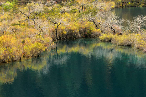 Fall color and lake at Jiuzhaigou, Sichuan, China.It is a UNESCO World Heritage site