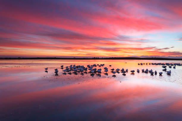 Snow Geese at Twilight