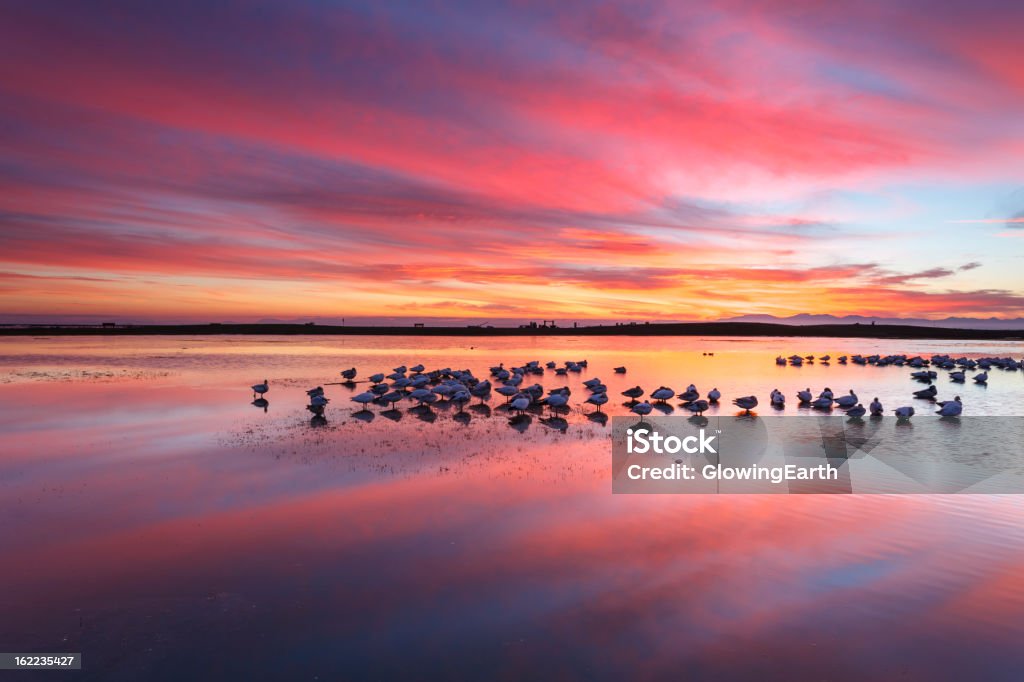 Snow Geese at Twilight Snow Geese on a shallow pond during a dramatic sunset at Garry Point Park, Richmond, British Columbia, Canada. Richmond - British Columbia Stock Photo