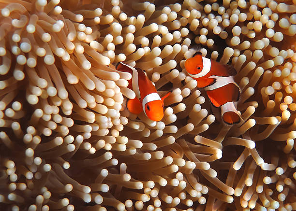 peixe-palhaço em jardim coral-sudeste asiático tropical impecável água - yellow anemone - fotografias e filmes do acervo