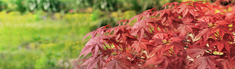 closeup on beautiful leaf of a japanese maple tree in a garden - autumnal foliage