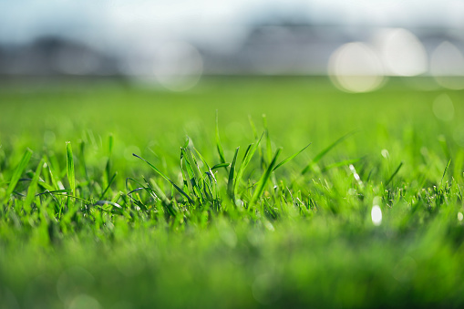 Close up of a green grass with bright blurry background. Shallow depth of field,