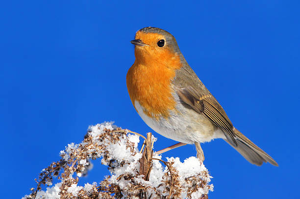 robin en invierno - clear sky diagonal snow winter fotografías e imágenes de stock