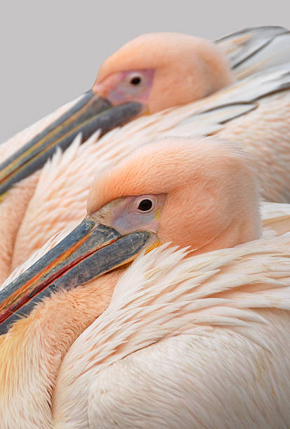 istock Great white pelican laying next to another 162237653
