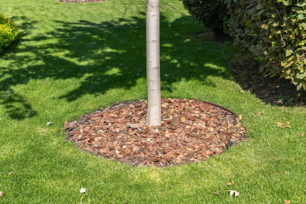istock Trunk circles around garden plants are mulched with pine bark as protection from soil drying. Planting or growing trees with organic mulch trunk-circle on a green lawn. 1622377773