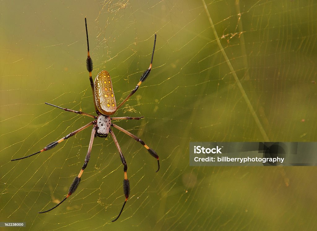 Golden Orb Spider - Lizenzfrei Bedrohung Stock-Foto